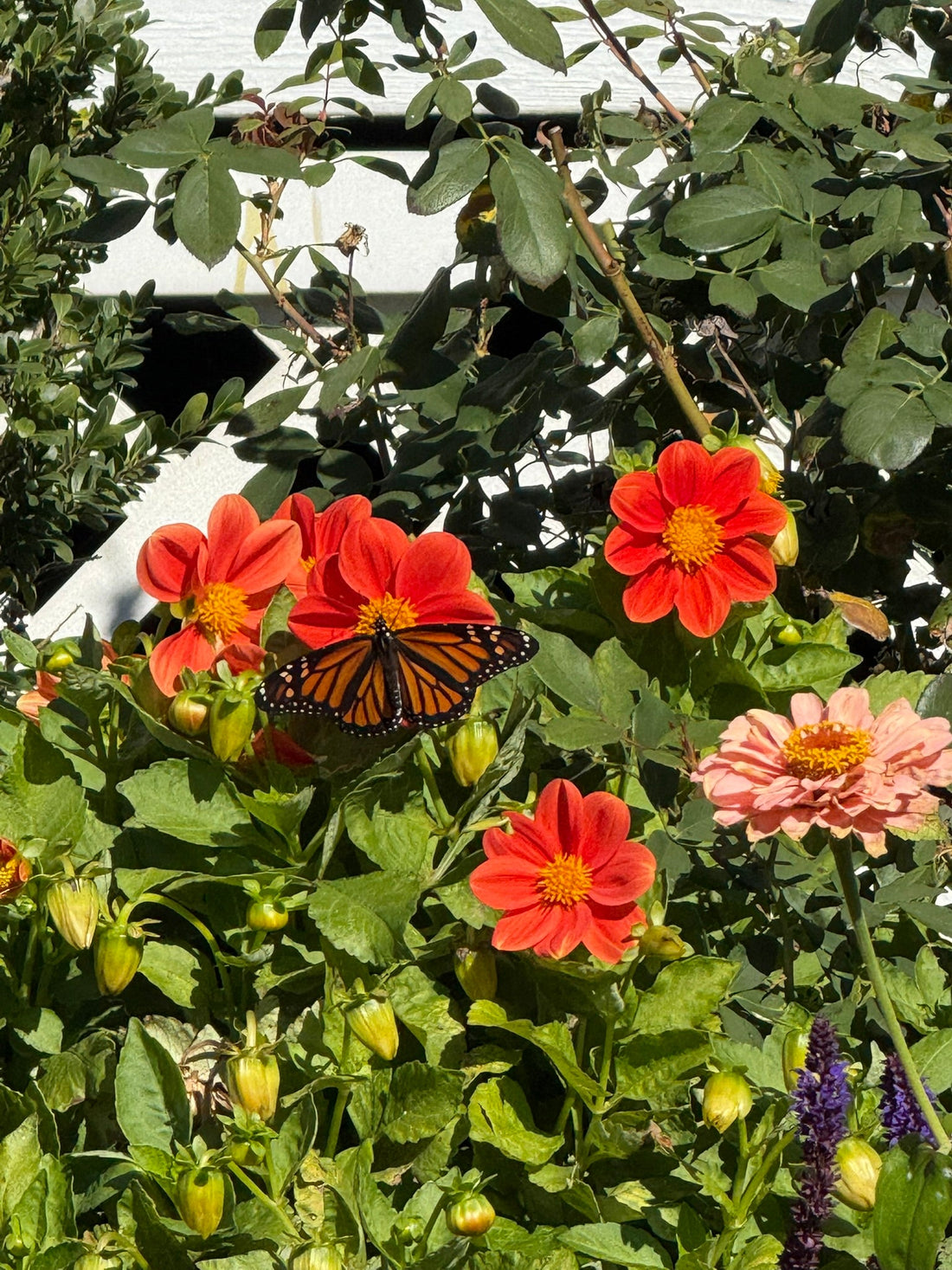 Be Love, For That Is What You Are