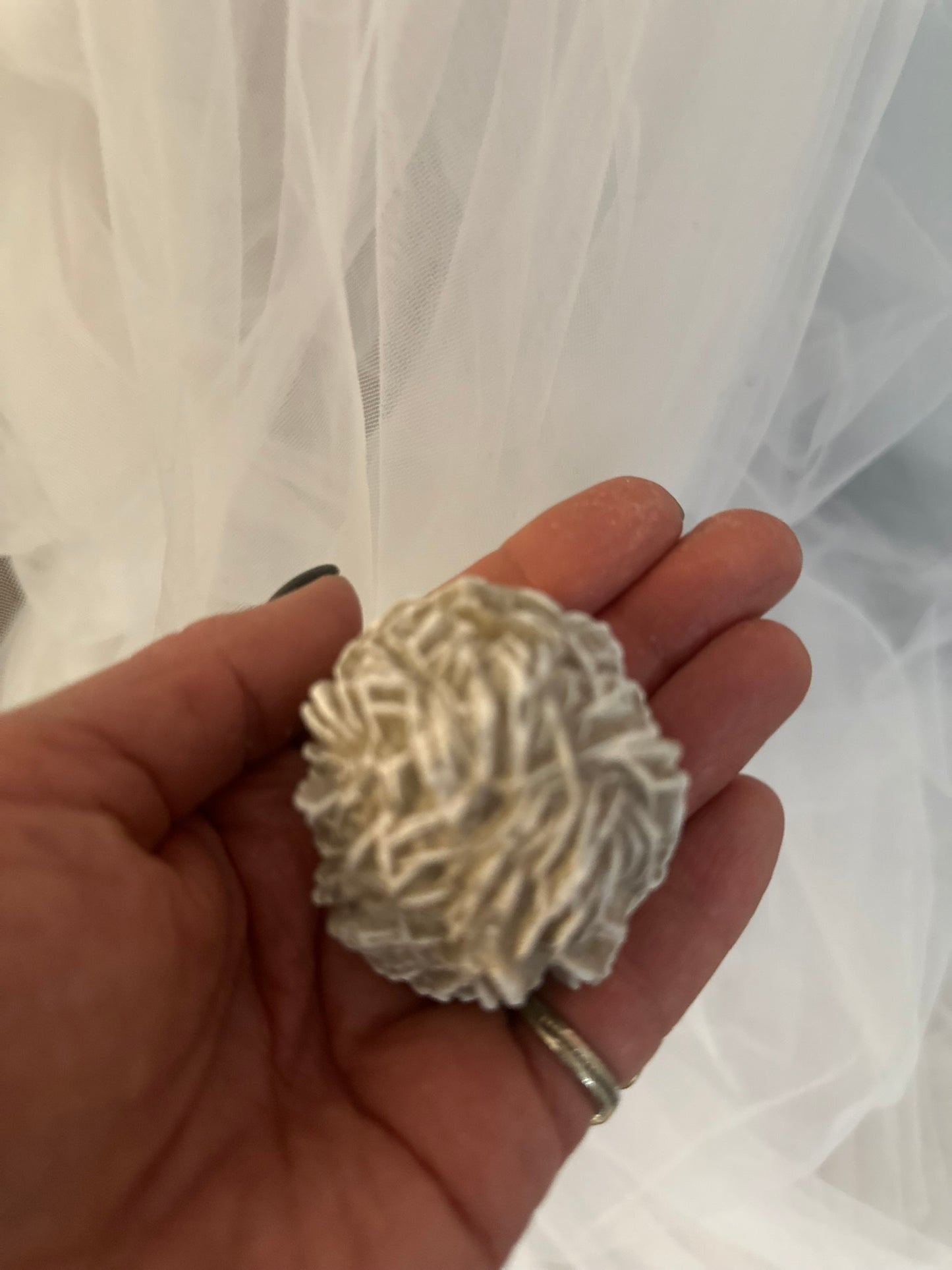 Desert Rose-2 AVAILABLE