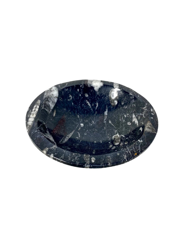 Orthoceras Fossil Decorative Bowl- 1 Available